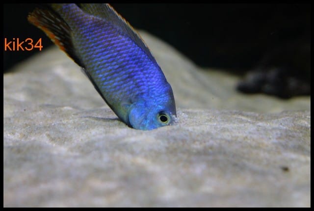 Hemitilapia oxyrhynchus 'Likoma Island'